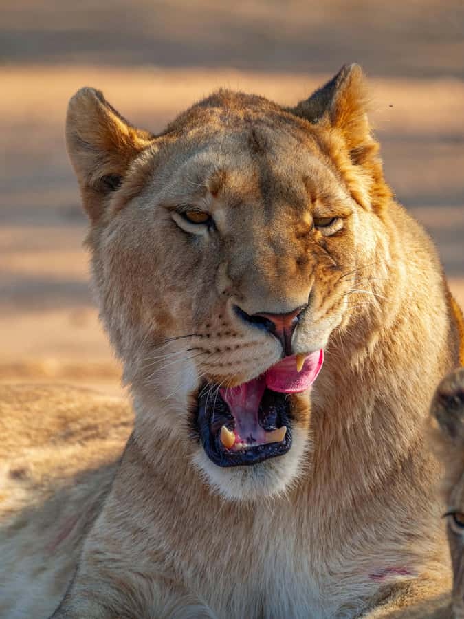 Nairobi: National Park Guided Game Drive - Early hours, open grassland, and the first animal sightings