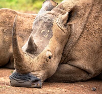 National Park Guided Game Drive