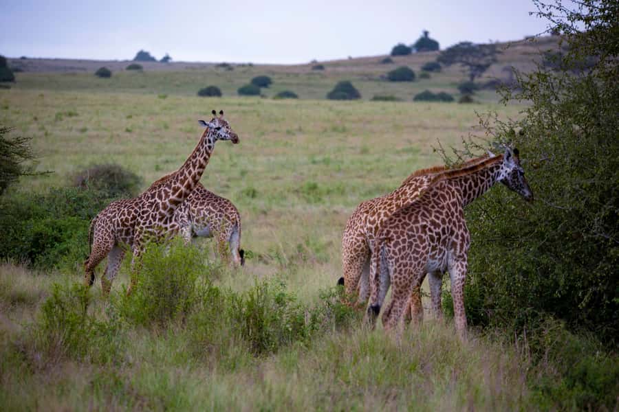 Nairobi: National Park Guided Game Drive - Lions and rhinos, the sightings that shape the day