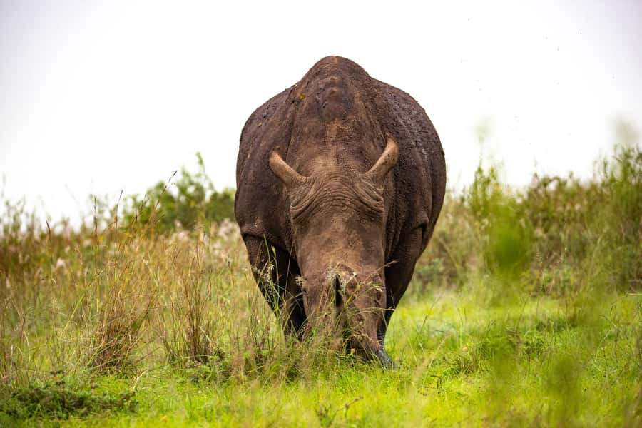 Nairobi: National Park Guided Game Drive - What the $45 price really includes