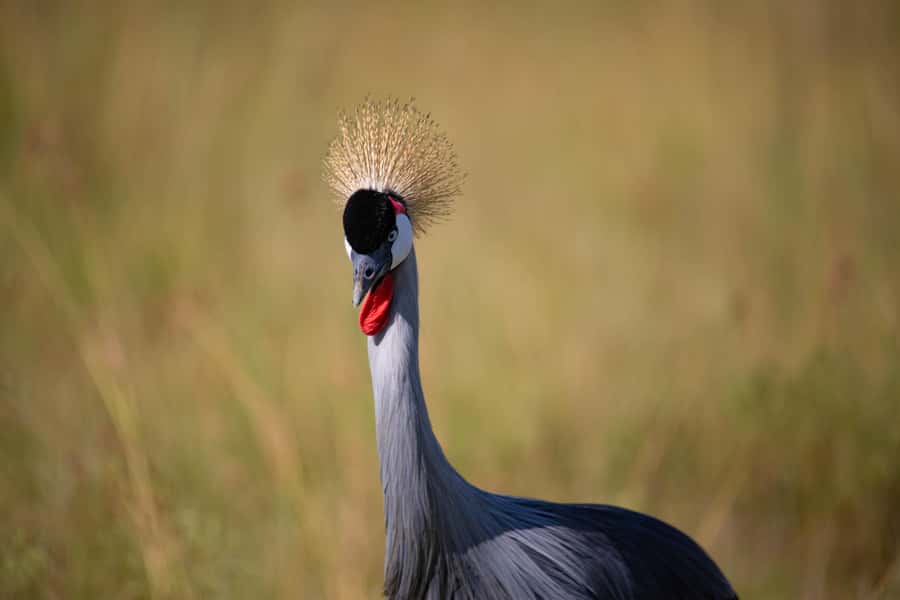 Nairobi: National Park Guided Game Drive - Cancellation and booking flexibility