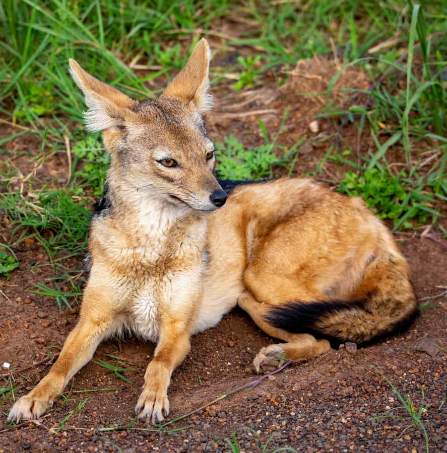 Nairobi: National Park Guided Game Drive - Who should choose this game drive?