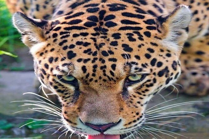 Nairobi National Park Half-Day Game Drive - Key points to know before you book