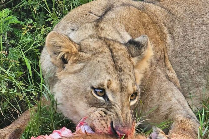 Nairobi National Park Half-Day Game Drive - Why Nairobi National Park is such an easy safari choice
