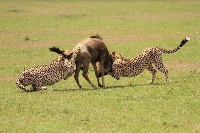 Nairobi National Park Half-Day Game Drive - Four hours among lions, rhinos, and city views