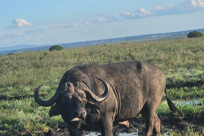 Nairobi National Park Half-Day Game Drive - Morning or afternoon: which departure works best?
