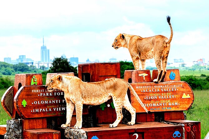 Nairobi National Park Half-Day Game Drive - The Maasai Market Collections Karen stop