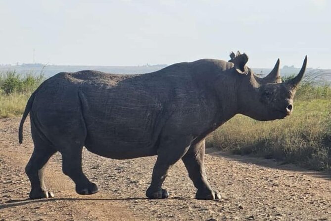 Nairobi National Park Half-Day Game Drive - What the $36 price really gets you