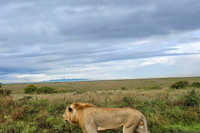 Nairobi National Park Half-Day Game Drive - The guides are the strongest part of the experience