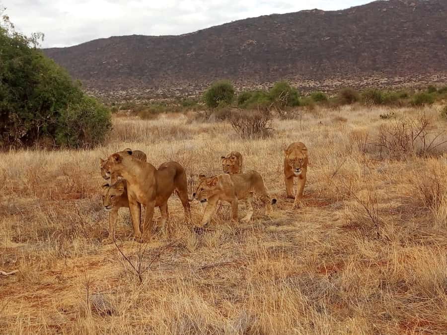 Nairobi National Park Half-Day Game Drive - Who will enjoy this half-day safari most?