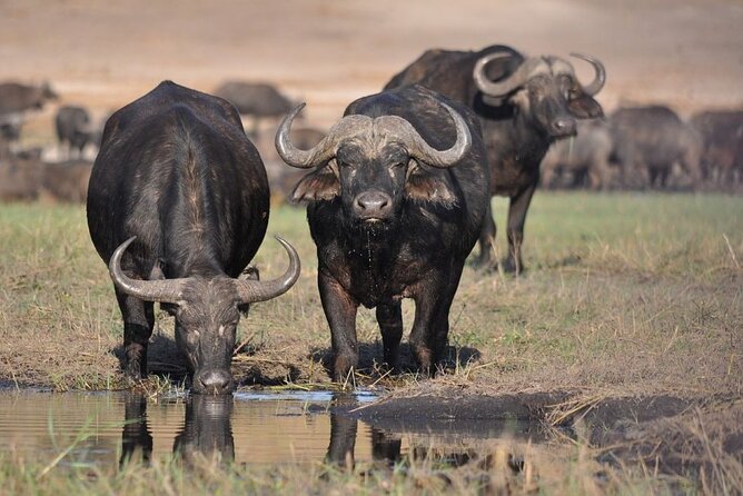 Nairobi National Park Half Day Game Drive Tour With Free WIFI - Nairobi National Park with the city in view