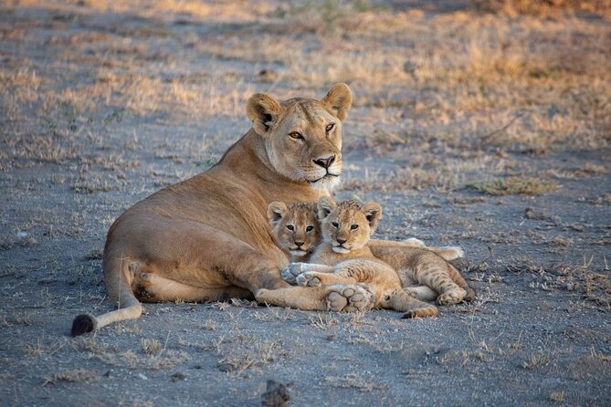 Nairobi National Park Half Day Game Drive Tour With Free WIFI - Who will get the most from this tour