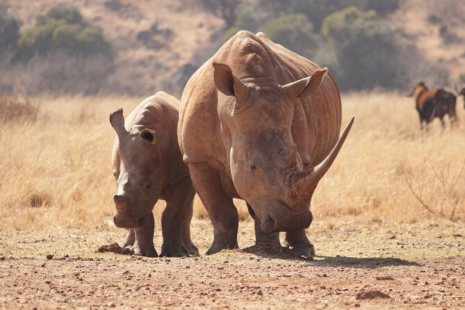 Nairobi National Park Half Day Game Drive Tour With Free WIFI - Riding in the 4WD van