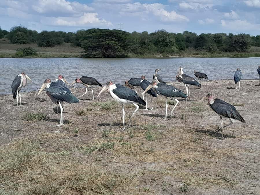 Nairobi National Park: Half-Day Group Tour with Pickup - Key points at a glance