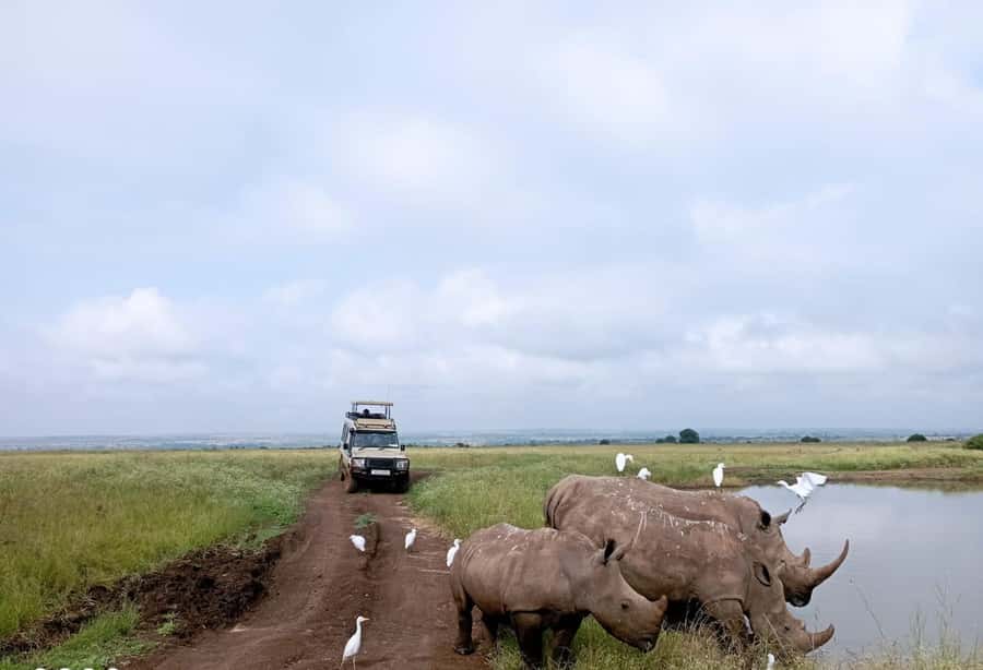 Nairobi National Park: Half-Day Group Tour with Pickup - Why this park makes a good first safari
