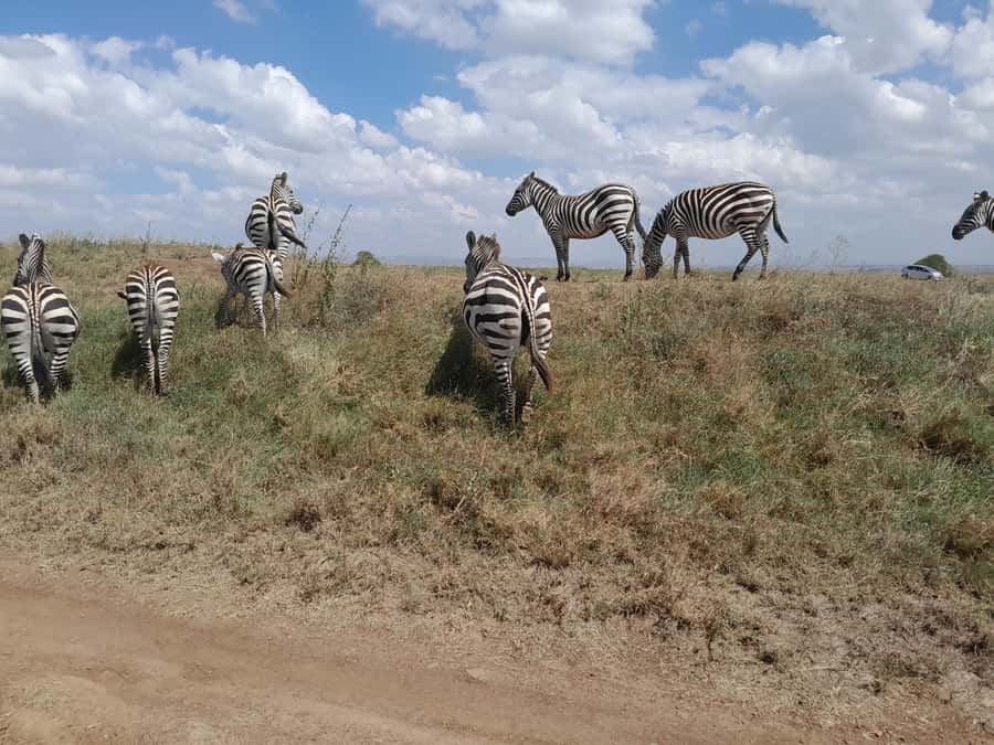 Nairobi National Park: Half-Day Group Tour with Pickup - Four hours among rhinos, giraffes, and birds