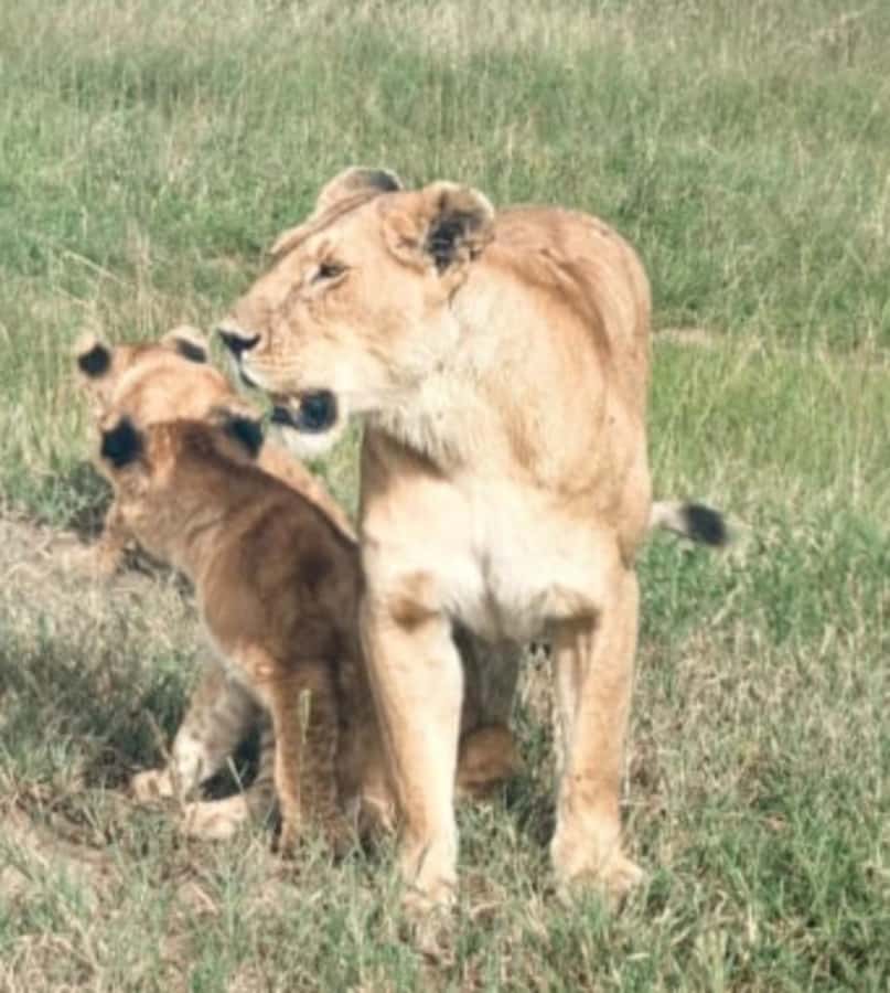 Nairobi National Park: Half-Day Group Tour with Pickup - Who will enjoy this half-day safari