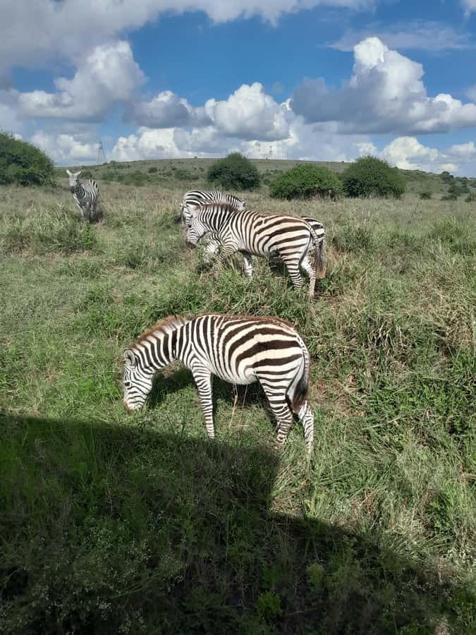 Nairobi National Park: Half-Day Group Tour with Pickup - Booking details worth knowing