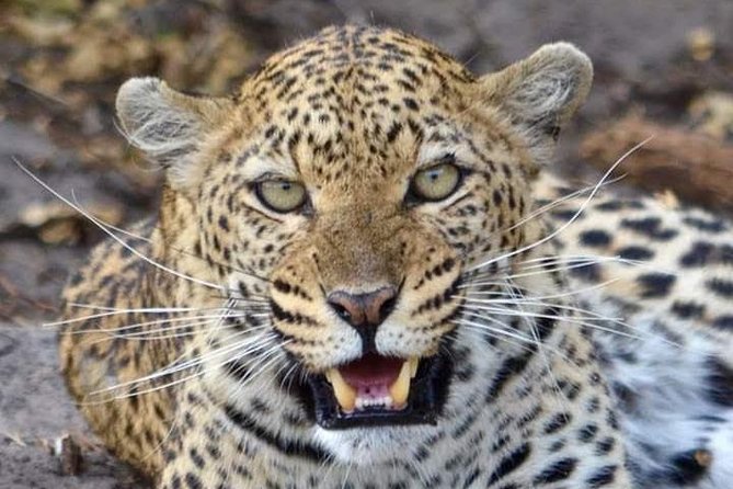 Nairobi National Park Half Day Tour - What the 5:30 am start means for you