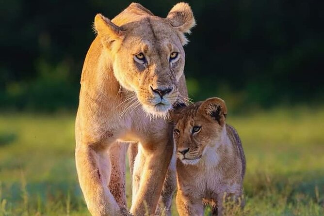 Nairobi National Park Half Day Tour - The optional black and white rhino experience