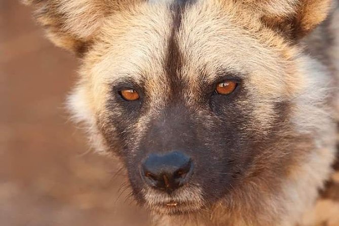 Nairobi National Park Half Day Tour - Practical preparation for the morning