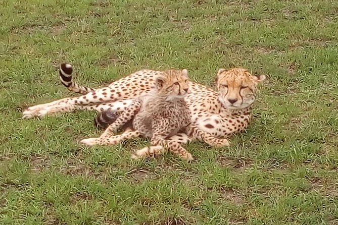 Nairobi National Park Half-Day Tour; Free Wi-Fi connection - The guide can make or break the drive