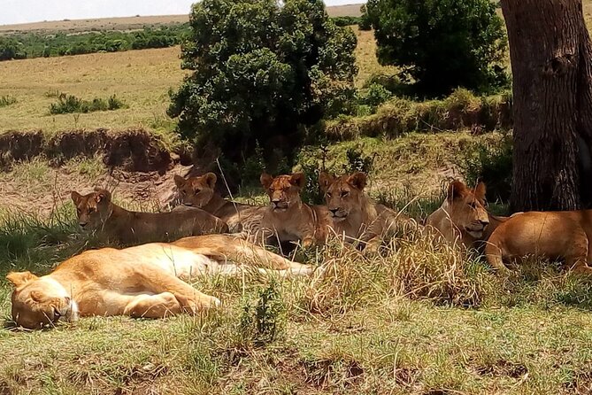 Nairobi National Park Half-Day Tour; Free Wi-Fi connection - Vehicle comfort is the biggest variable