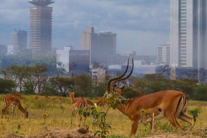 Nairobi National Park half-Day Tour; Free wifi Connection - What you might see on the drive