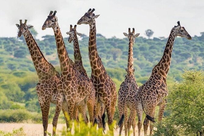 Nairobi National Park half-Day Tour; Free wifi Connection - Guide quality and the value of Wi-Fi