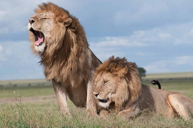 Nairobi National Park half-Day Tour; Free wifi Connection - Is $41 a good price?