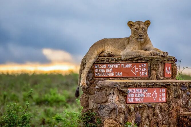 Nairobi National Park half-Day Tour; Free wifi Connection - Who should book this half-day outing?