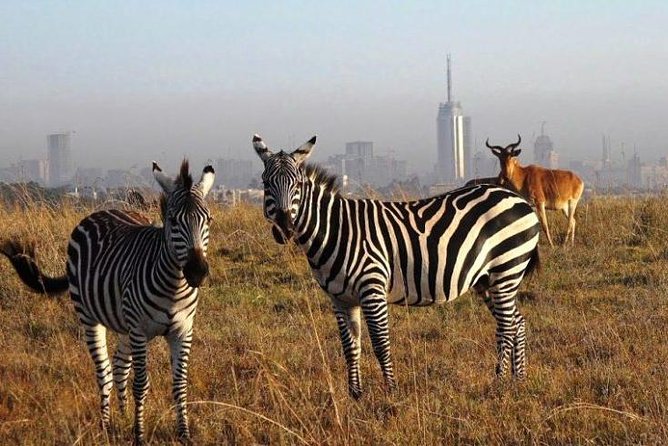 Nairobi National Park Half Day Tour - The private format and why it matters