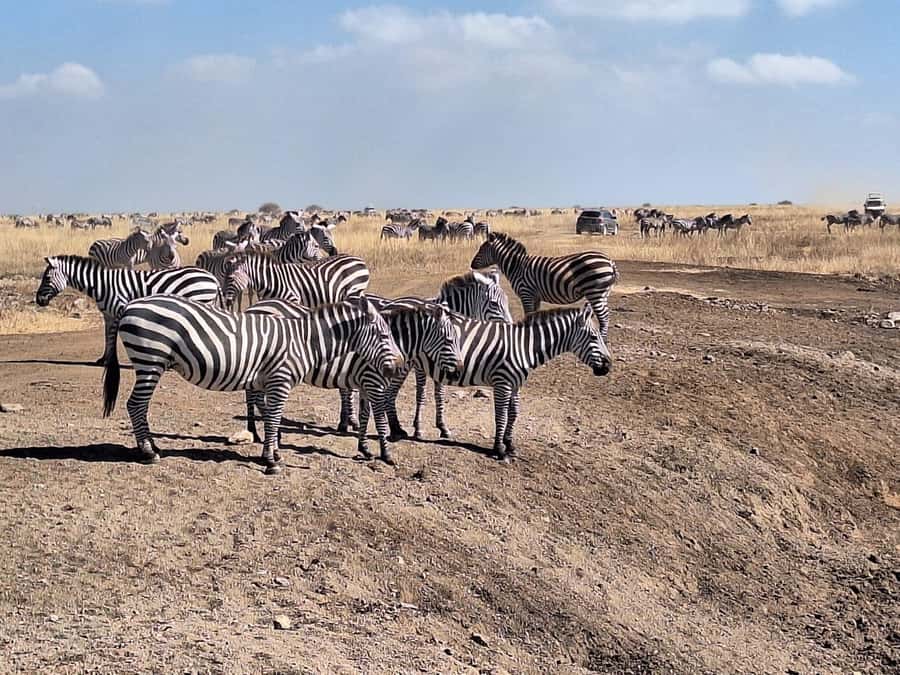 Nairobi National Park Morning Or Evening Game Drive Tour - A real safari only 7 kilometers from Nairobi