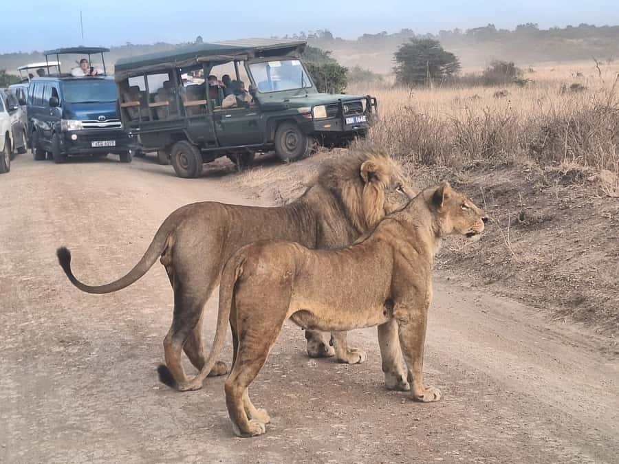 Nairobi National Park Morning Or Evening Game Drive Tour - Morning or evening: which option should you choose?