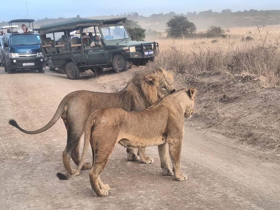 Nairobi National Park Morning Or Evening Game Drive Tour - Birdwatching adds another layer