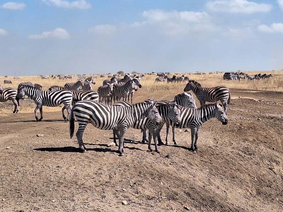 Nairobi National Park Morning Or Evening Game Drive Tour - The guide and vehicle shape the experience