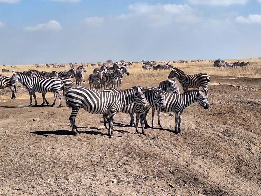 Nairobi National Park Morning Or Evening Game Drive Tour - A useful option for an airport layover
