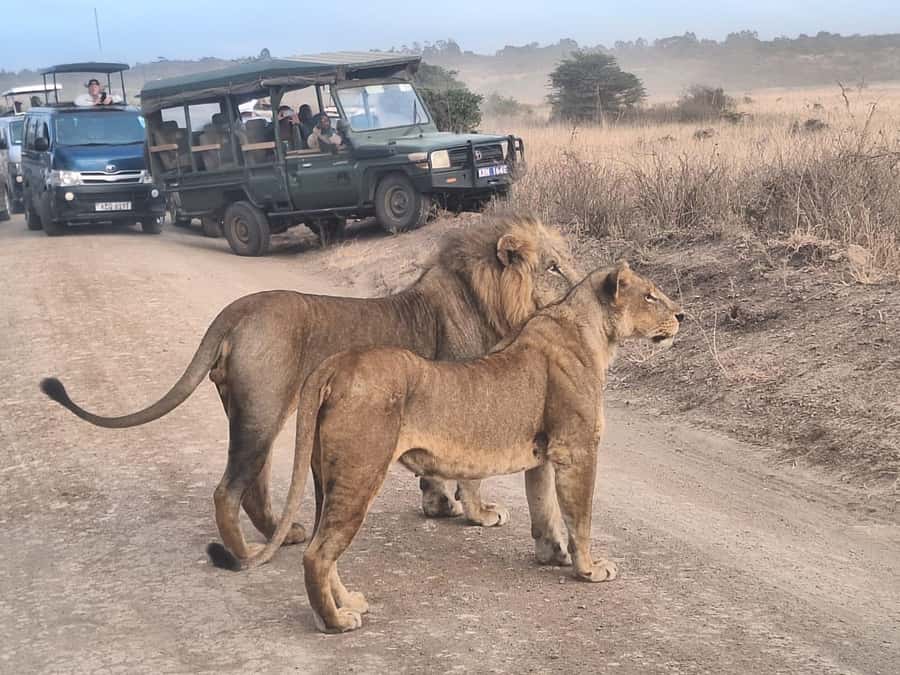 Nairobi National Park Morning Or Evening Game Drive Tour - Communication deserves extra attention