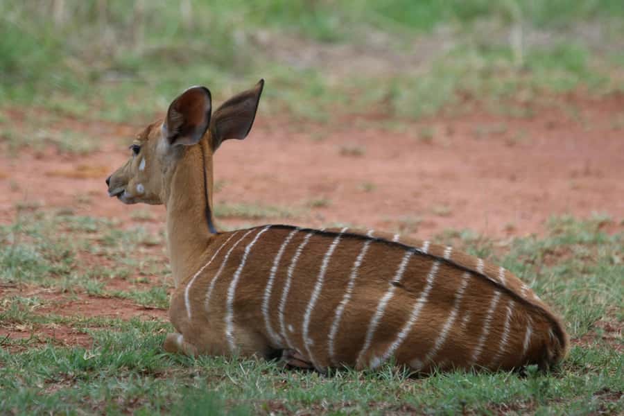 Nairobi: National Park & Optional Elephants & Giraffe Center - Key points to know before booking