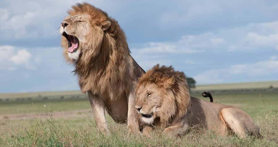 Nairobi: National Park & Optional Elephants & Giraffe Center - A city safari that feels surprisingly wild