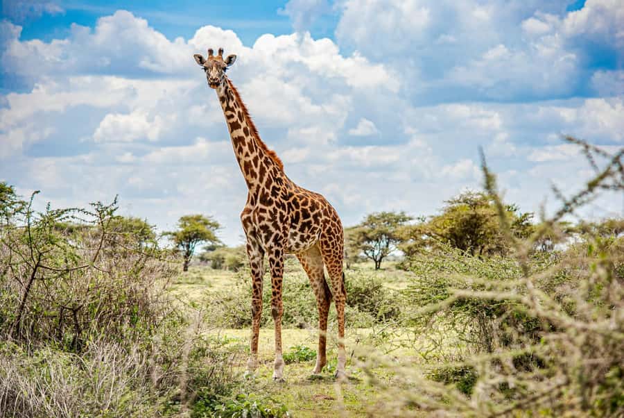 Nairobi: National Park & Optional Elephants & Giraffe Center - Lions, rhinos, and the luck factor