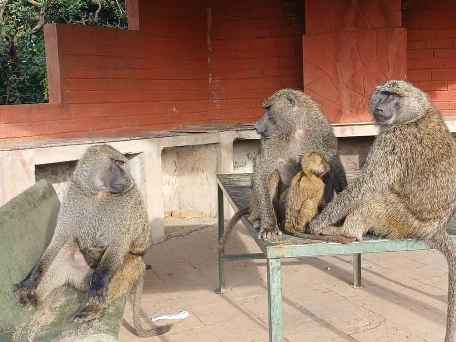 Nairobi: National Park & Optional Elephants & Giraffe Center - Feeding giraffes at the Giraffe Centre