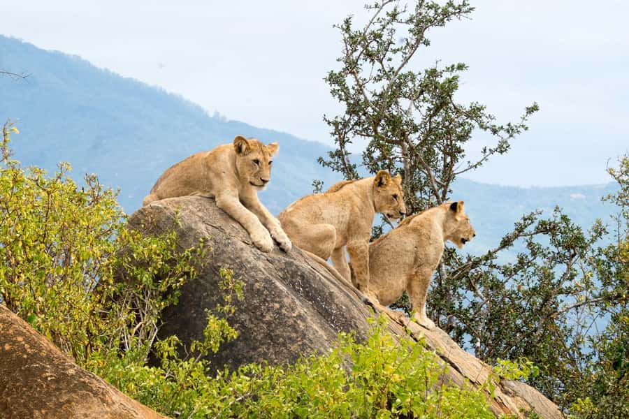 Nairobi: National Park & Optional Elephants & Giraffe Center - Kobe Beads Factory and Kenyan craft