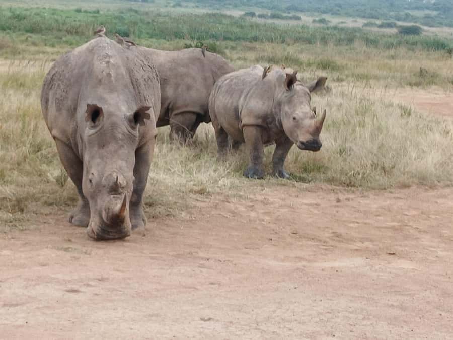 Nairobi: National Park & Optional Elephants & Giraffe Center - Lunch, traffic, and the true length of the day