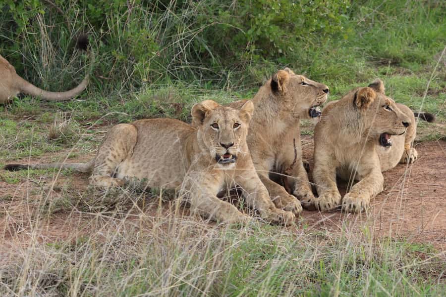 Nairobi: National Park Private Tour in 4X4 Jeep - Why Nairobi National Park works so well for a short safari