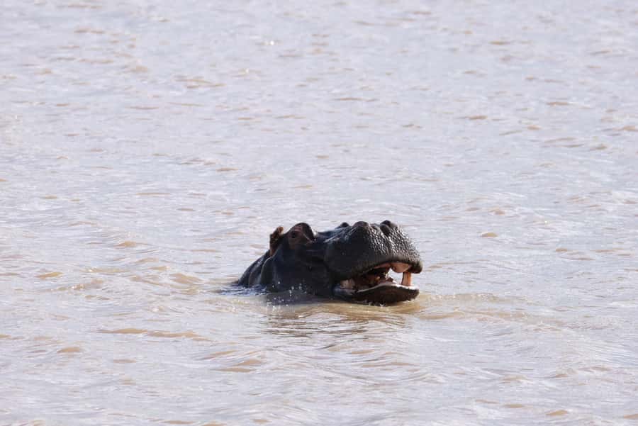 Nairobi: National Park Private Tour in 4X4 Jeep - Five hours among lions, rhinos, and city views