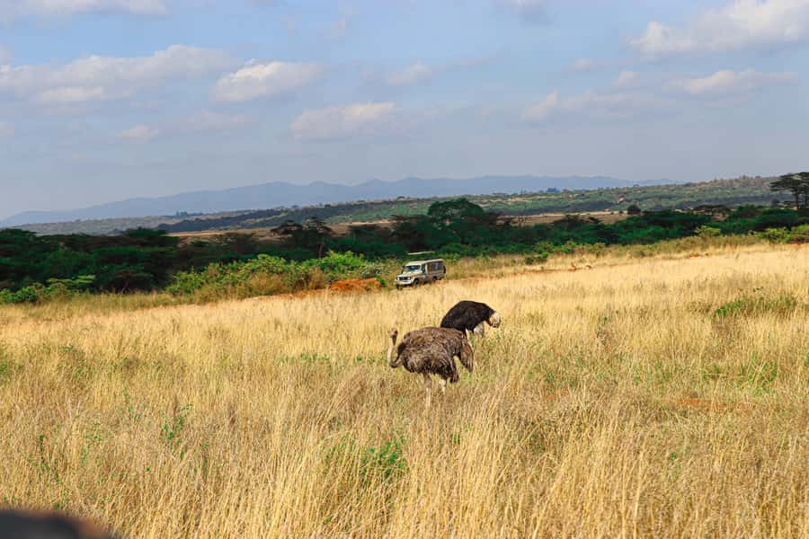 Nairobi: National Park Private Tour in 4X4 Jeep - What the guides add to the safari
