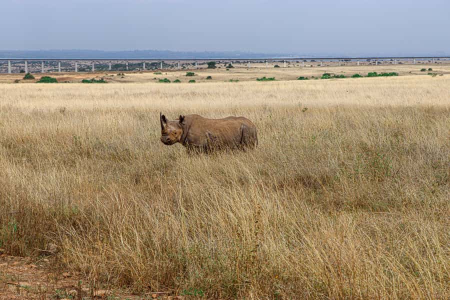 Nairobi: National Park Private Tour in 4X4 Jeep - Is $110 per person good value?