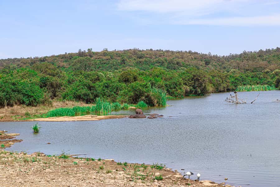 Nairobi: National Park Private Tour in 4X4 Jeep - Comfort, weather, and what to bring