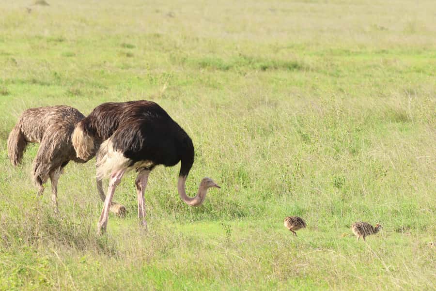 Nairobi: National Park Private Tour in 4X4 Jeep - Who should book this Nairobi safari?